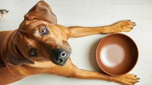 Can dogs shop eat pudding